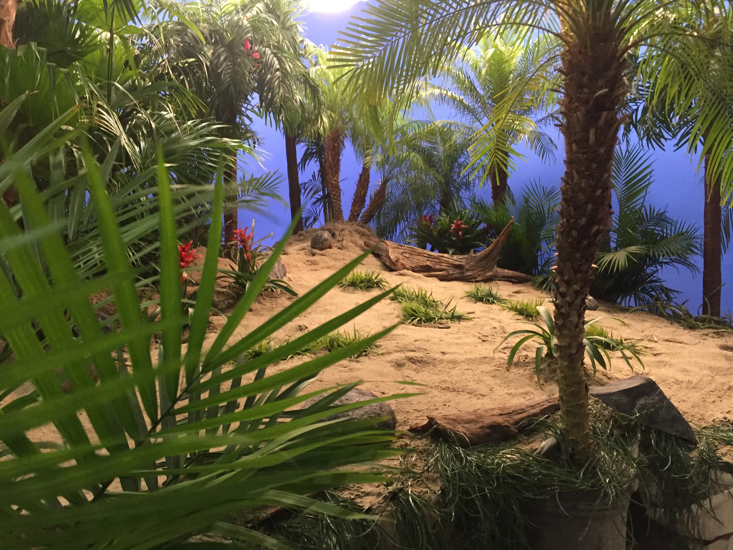 Looking across the dune through a palm frond in the foreground, more palms and a hot spot on the blue behind, driftwood half-buried in the sand.