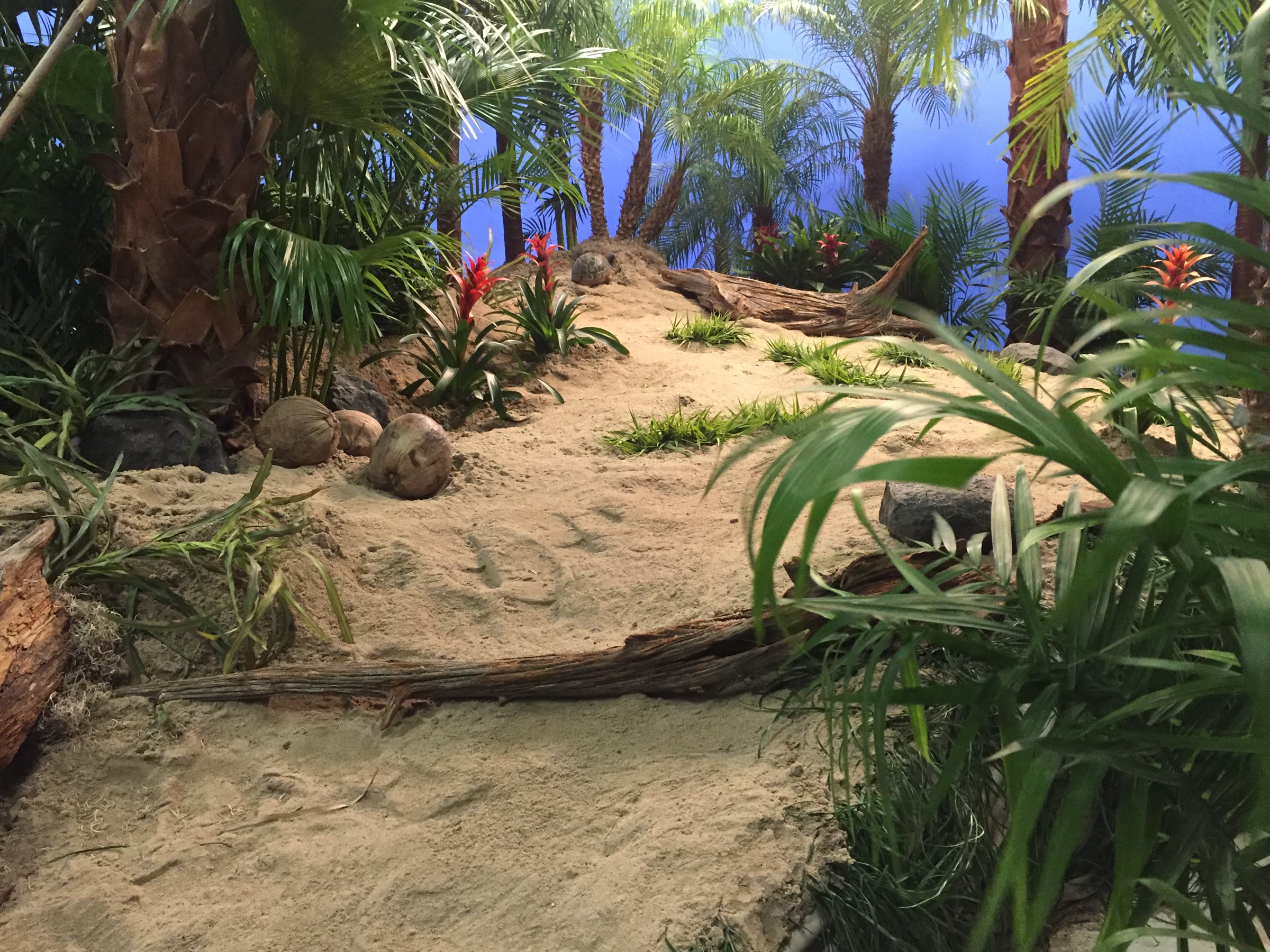 Detail of the dune: three coconuts resting in the sand at the base of a palm, bromeliads and driftwood beyond, a bamboo pole crossing the top left corner.